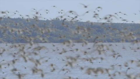 Semipalmated Sandpiper Stock Footage 144752240