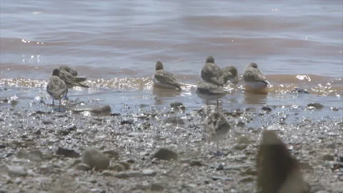 Semipalmated Sandpiper Stock Footage 144752640