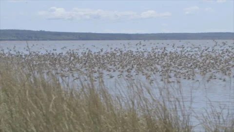 Semipalmated Sandpiper Stock Footage 144757575