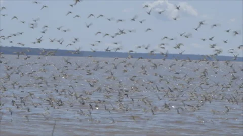 Semipalmated Sandpiper Stock Footage 144757579