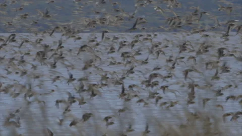 Semipalmated Sandpiper Stock Footage 144757581
