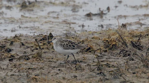 Semipalmated Sandpiper, foraging on shore mud flats, slomo 4k Stock Footage 276386665
