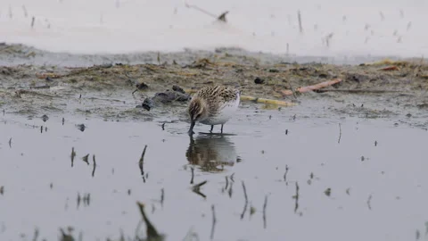Semipalmated Sandpiper with reflection foraging in lake, slomo 4k Stock-Footage 276386601