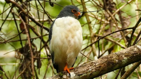 Semiplumbeous hawk tight and medium shot perched in Panama Stock Footage 123552802