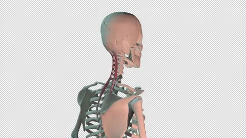 Semispinalis Capitis Muscles Full Rotation Loop Stock Footage 168289609
