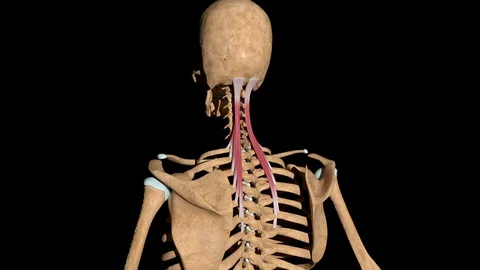 Semispinalis capitis Muscles on Skeleton Stock Footage 129296111