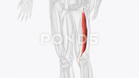 Semitendinosus is one of the three muscles that make up the hamstrings ...