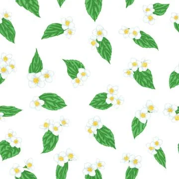Semless pattern branch flower jasmine with green leaves cartoon watercolour.. Stock Illustration