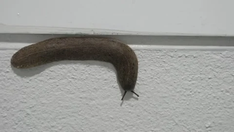 Semperula siamensis or snail slug Stock Footage 170225579