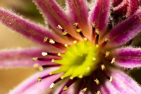 Sempervivum bloom macro Stock Photos