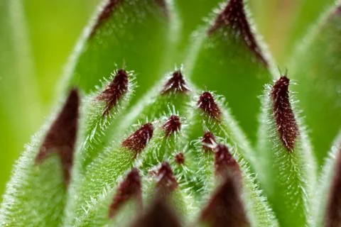 Sempervivum close up large red tips Stock Photos