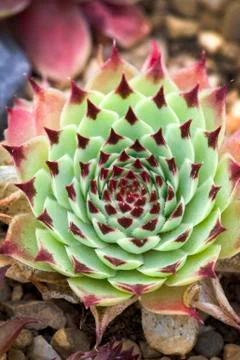 Sempervivum florette Stock Photos