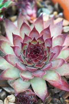 Sempervivum florette Stock Photos