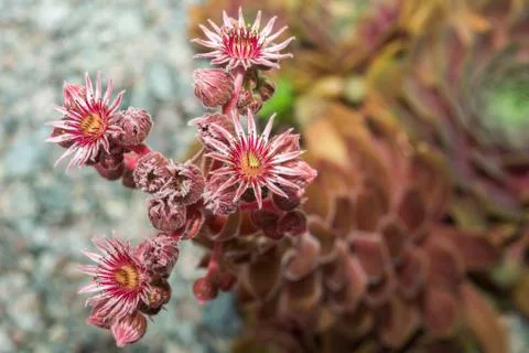 Sempervivum flower. Stock Photos