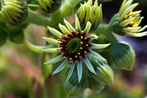 Sempervivum flower Stock Photos