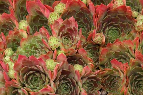 Sempervivum flower Foto stock