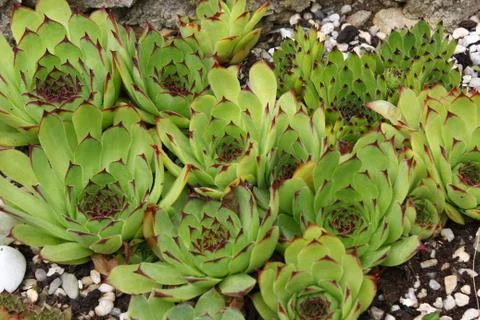 Sempervivum flower Stock Photos