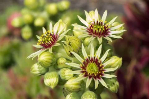 Sempervivum flower Foto stock