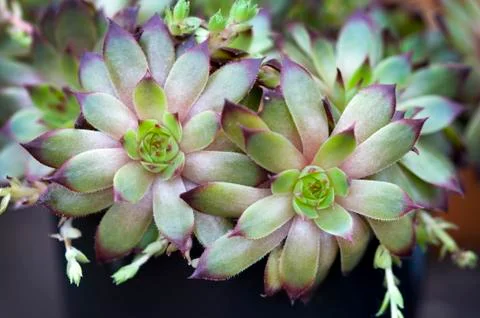 Sempervivum houseleeks Stock Photos