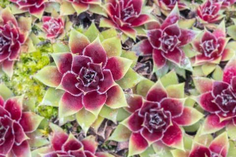 Sempervivum natural pattern Stock Photos
