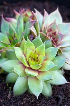 Sempervivum Foto stock