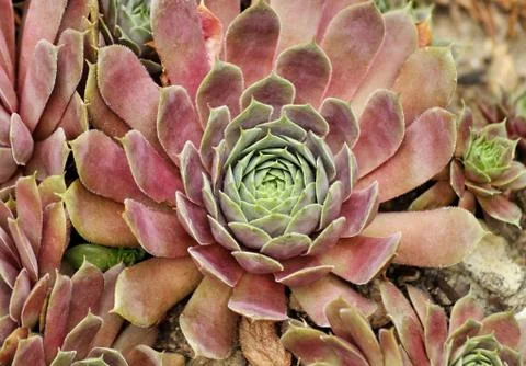 Sempervivum Stock Photos