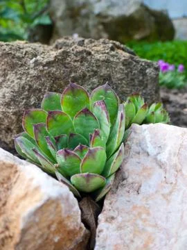 Sempervivum Stock Photos