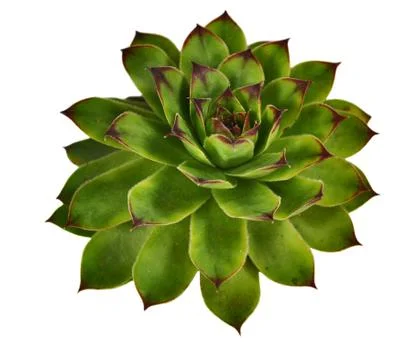 Sempervivum Stock Photos