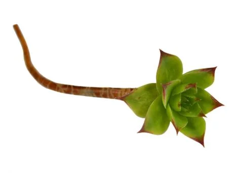 Sempervivum Stock Photos