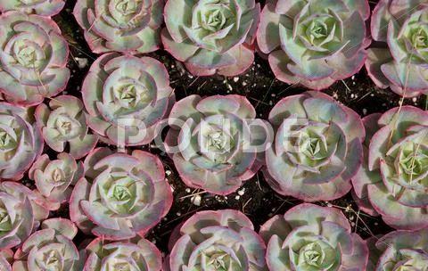 Sempervivum Stock Photos