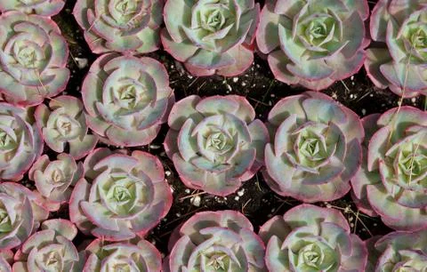 Sempervivum Stock-Fotos