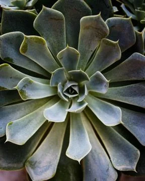 Sempervivum Stock Photos