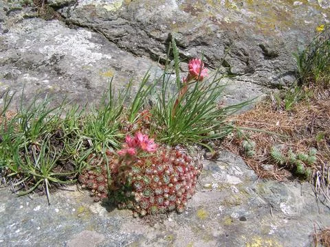 Sempervivum Stock Photos