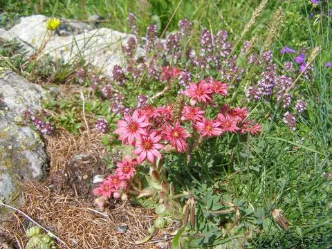 Sempervivum Stock Photos