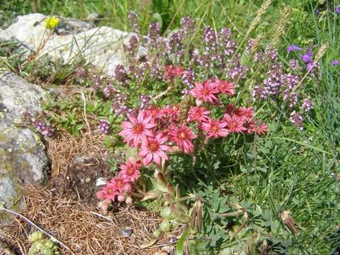 Sempervivum Stock Photos