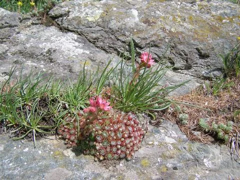 Sempervivum Stock Photos