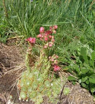 Sempervivum Foto stock