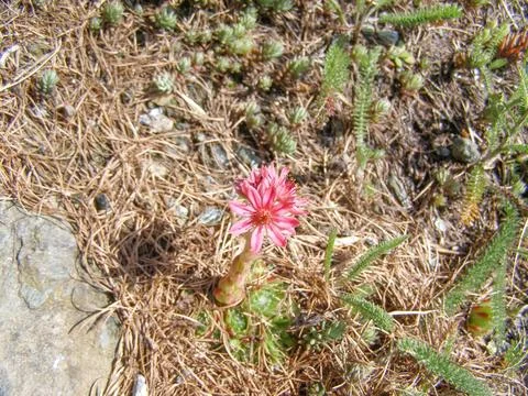 Sempervivum Stock Photos