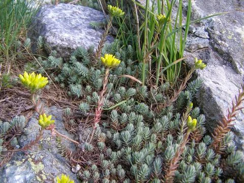 Sempervivum Stock Photos