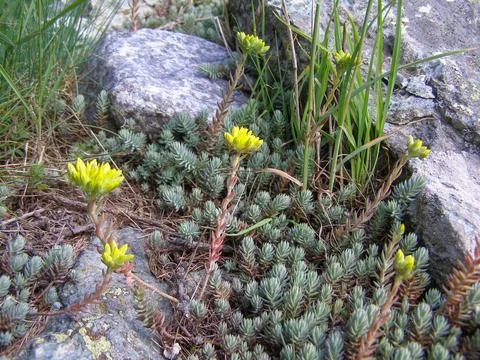 Sempervivum Stock Photos