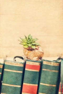 Sempervivum on a snail shell Stock Photos
