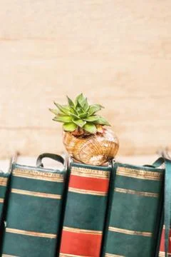 Sempervivum on a snail shell Stock Photos