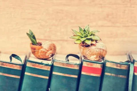 Sempervivum on  snail shells Stock Photos