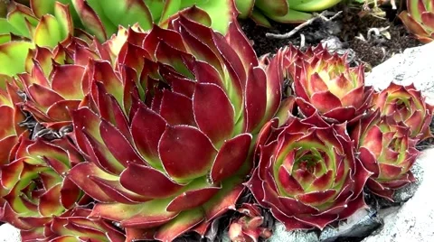 Sempervivum tectorum Vídeo Stock 63804701