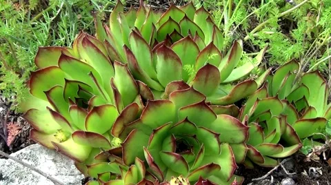 Sempervivum tectorum Vídeo Stock 63804715
