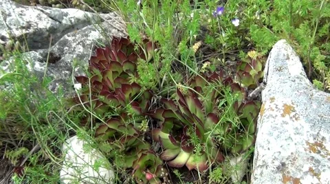 Sempervivum tectorum Vídeo Stock 63804731