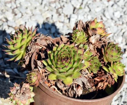 Sempervivum tectorum Stock Photos