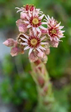 Sempervivum tectorum Stock Photos