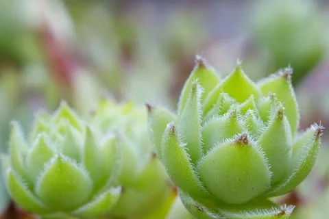 Sempervivum tectorum Foto stock