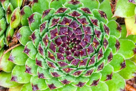 Sempervivum tectorum Stock Photos